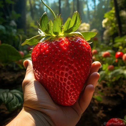 Florea - Semillas de fresa gigante