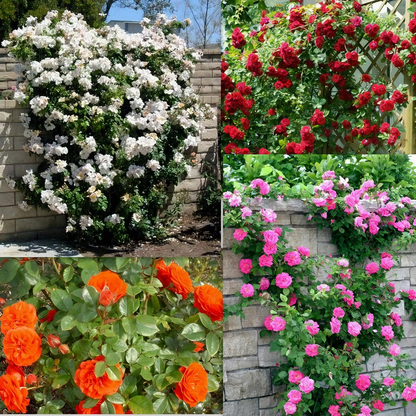 Florea - Semillas mixtas de rosas trepadoras