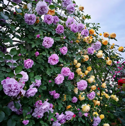 Florea - Semillas mixtas de rosas trepadoras